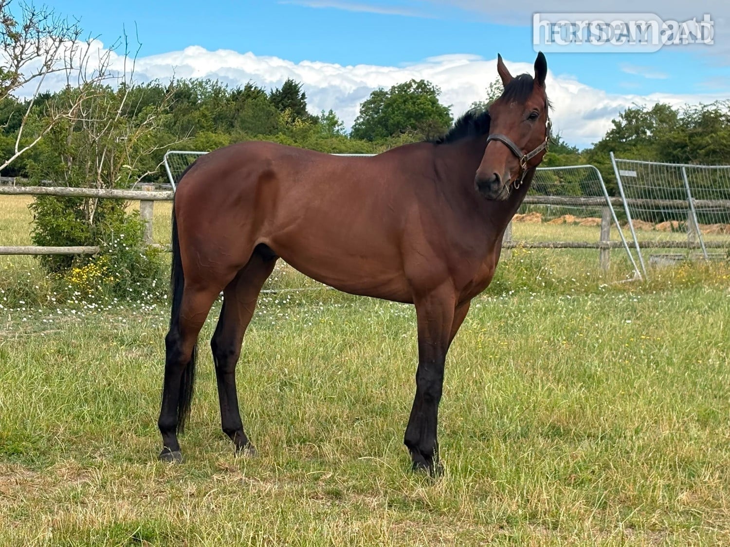 "Moon" Bay Gelding All Rounder