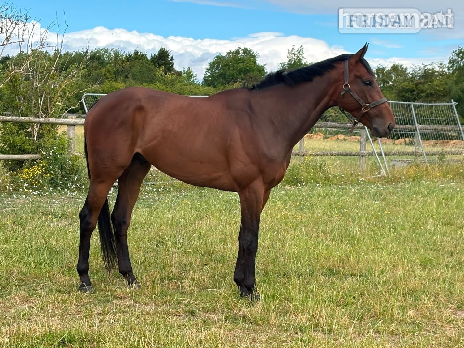 Didcot "Moon" Bay Gelding All Rounder