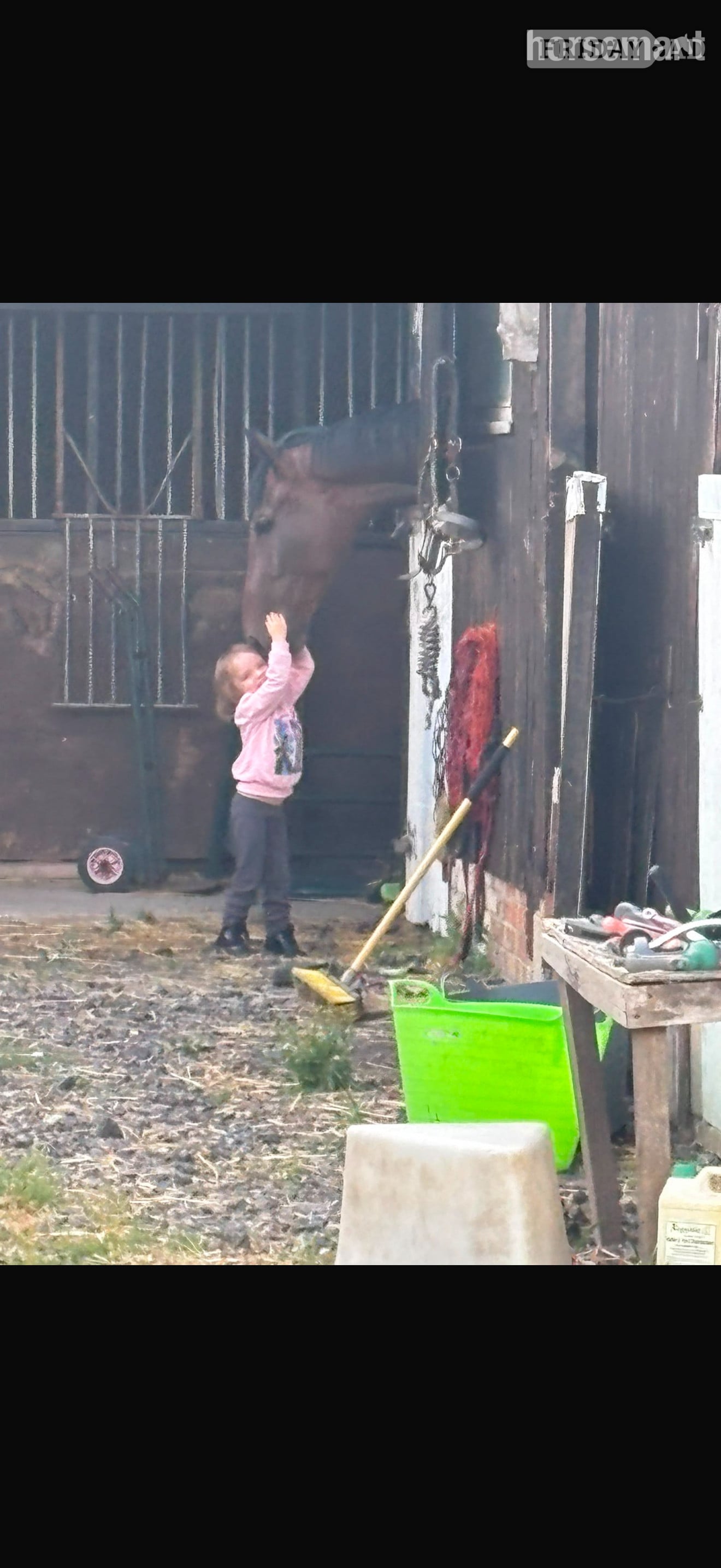 "Moon" Bay Gelding All Rounder -  in Didcot