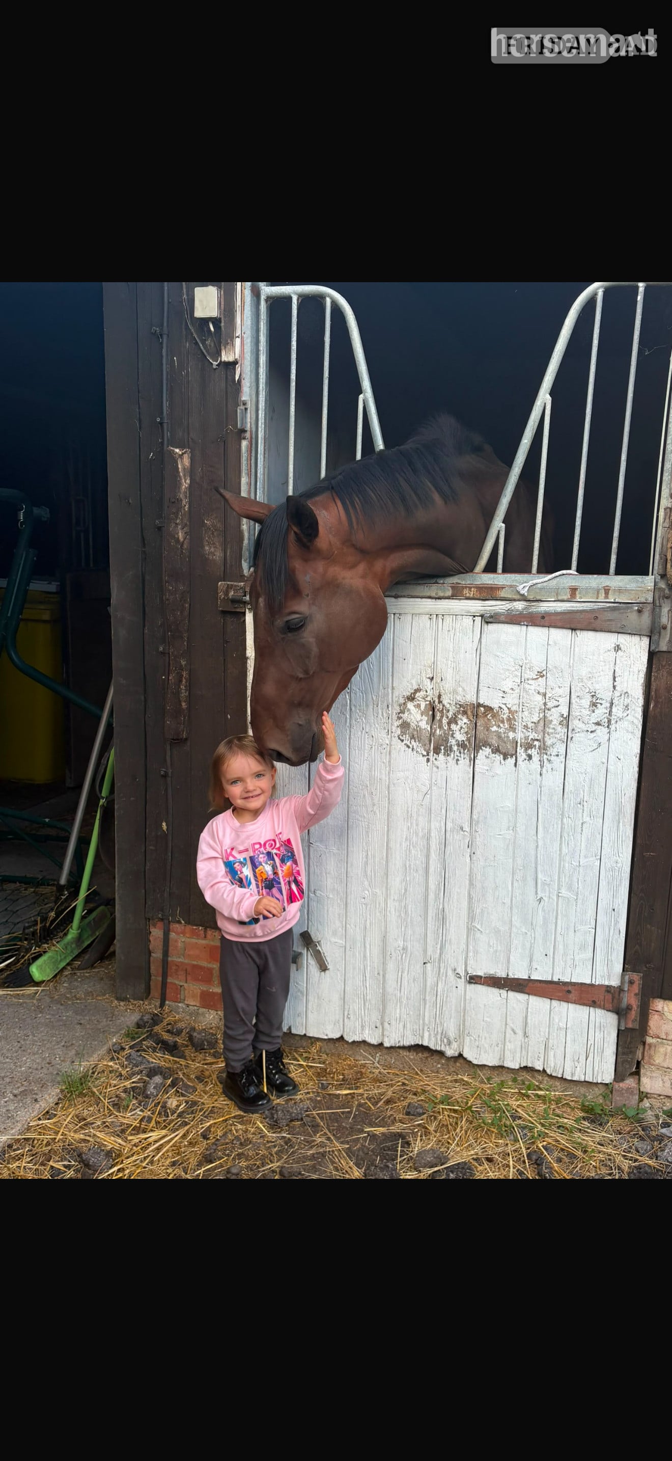 "Moon" Bay Gelding All Rounder - 