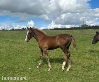 "Jamill"  Colt Youngstock / Foal