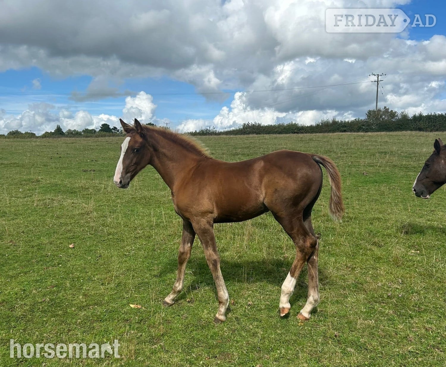 "Jamill"  Colt Youngstock / Foal in Crediton