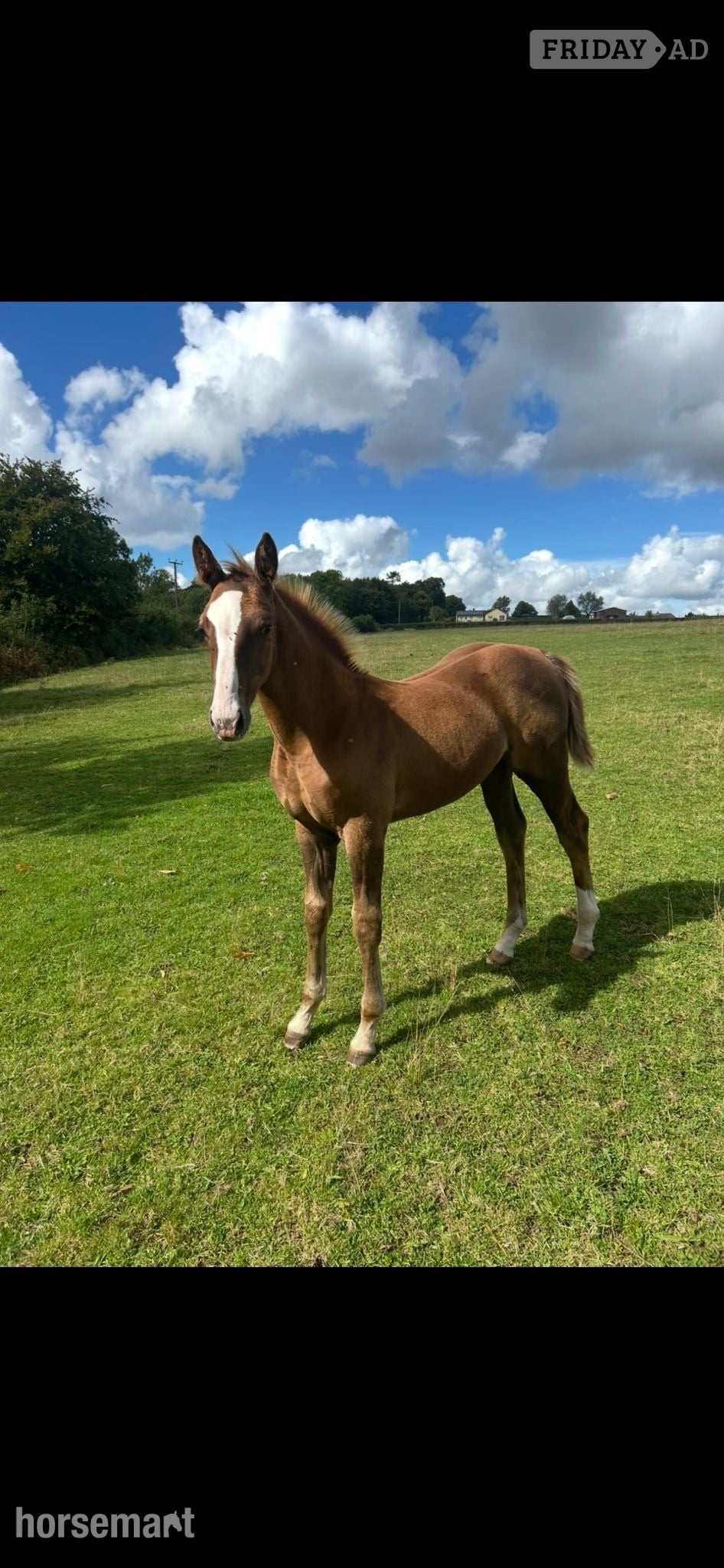 "Jamill"  Colt Youngstock / Foal