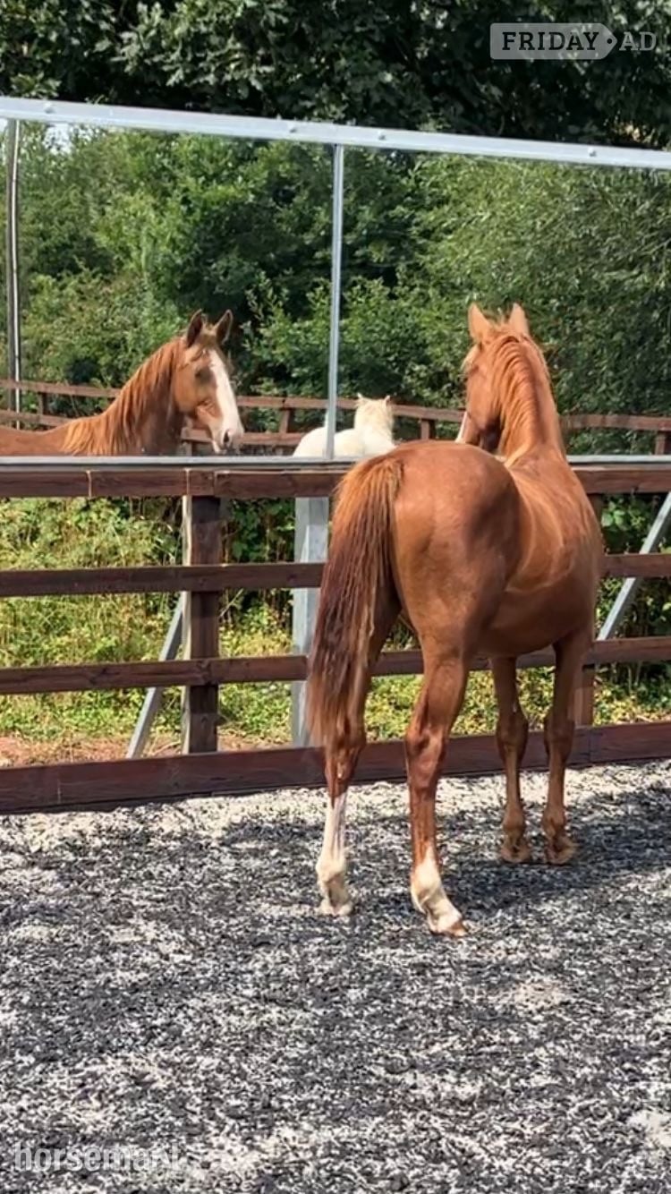 Crediton "Jamill"  Colt Youngstock / Foal