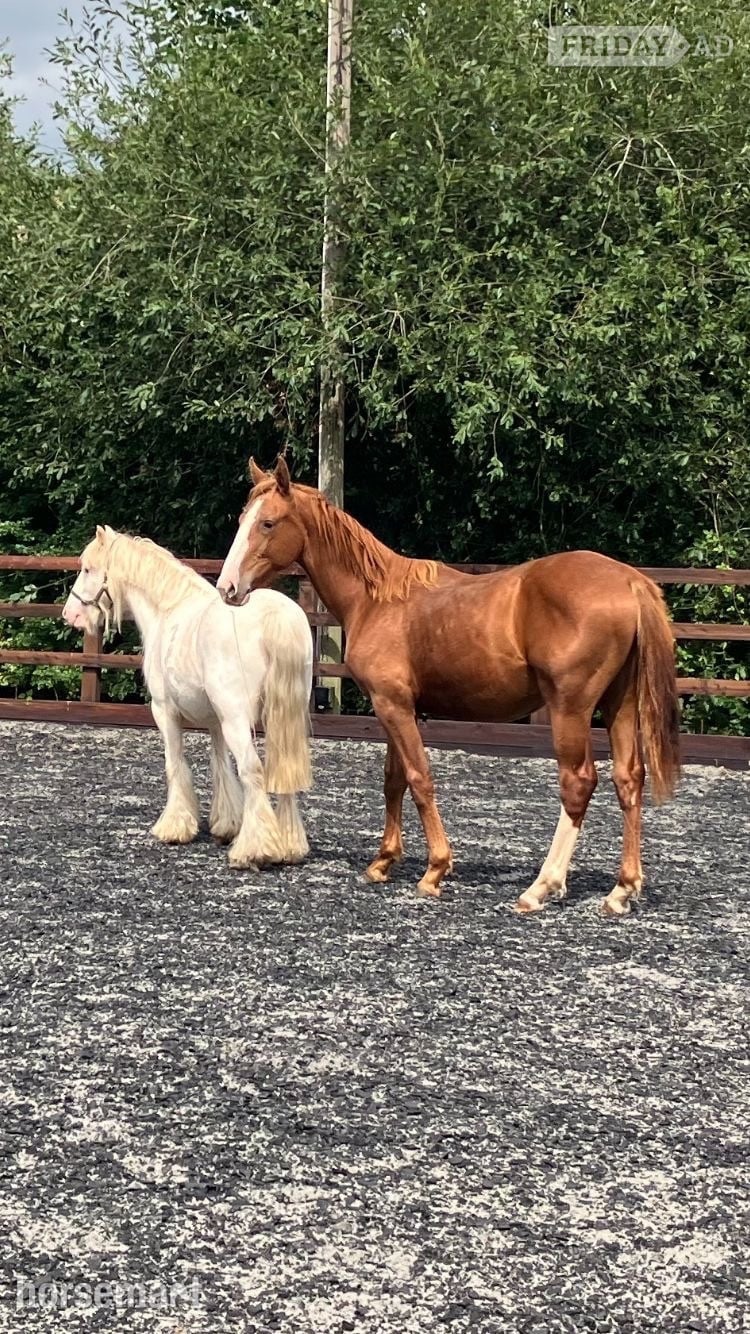 "Jamill"  Colt Youngstock / Foal - Horses in Crediton