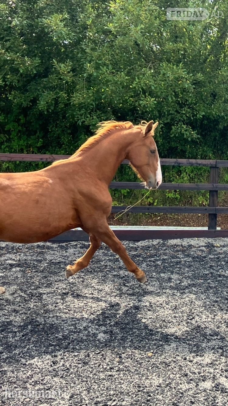 "Jamill"  Colt Youngstock / Foal - Horses