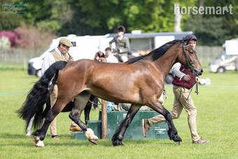 "Cymdeithas Ruby Red" Bright Bay Mare Mountain & Moorland Pony