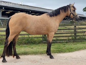 "Connemara " Golden Dun Mare Happy Hacker