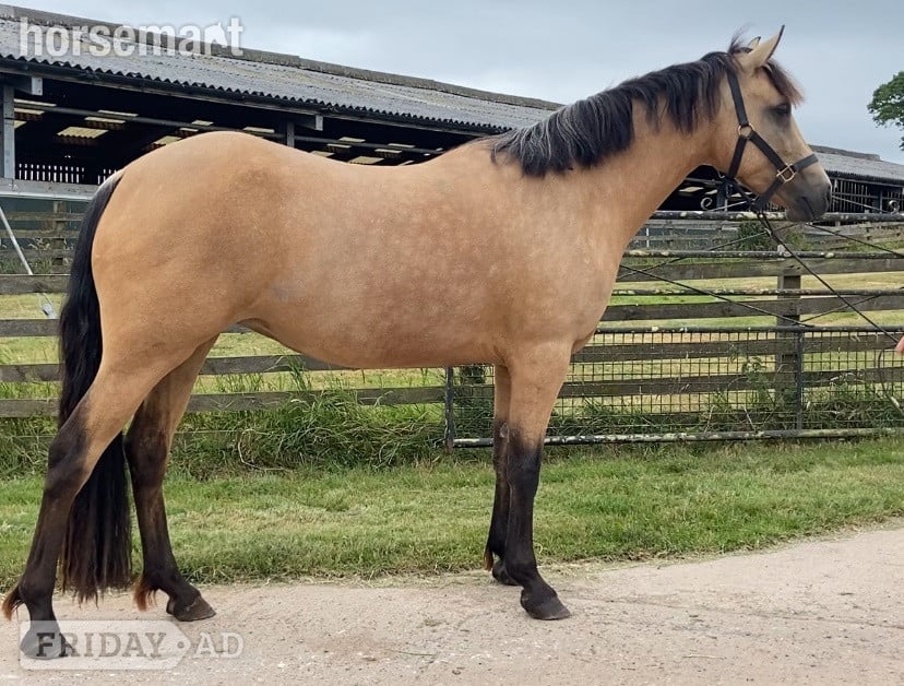 "Connemara " Golden Dun Mare Happy Hacker in Penrith