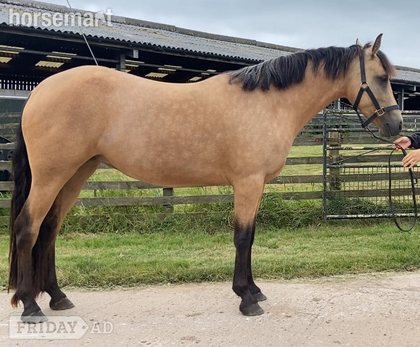 "Connemara " Golden Dun Mare Happy Hacker