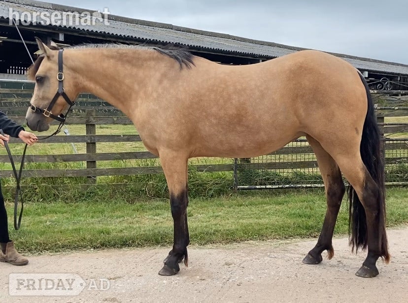 Penrith "Connemara " Golden Dun Mare Happy Hacker