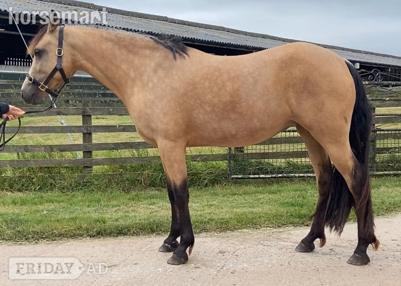 "Connemara " Golden Dun Mare Happy Hacker - Horses in Penrith