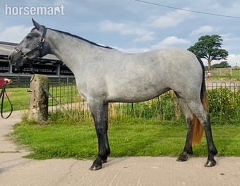 "Connemara " Grey Mare All Rounder