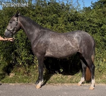 "Connemara " Grey Mare All Rounder