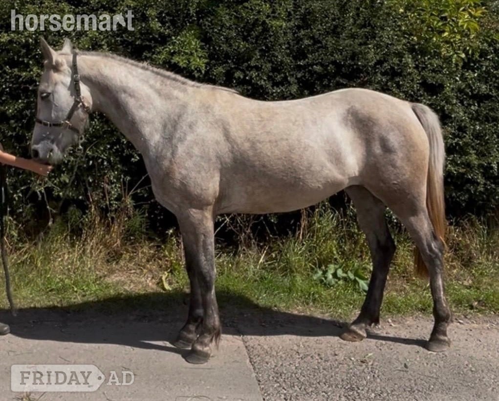 "Connemara " Grey Mare All Rounder in Penrith
