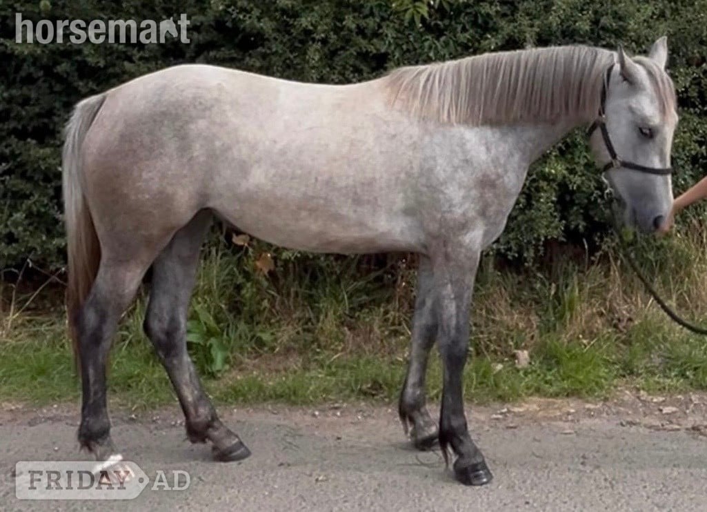 "Connemara " Grey Mare All Rounder