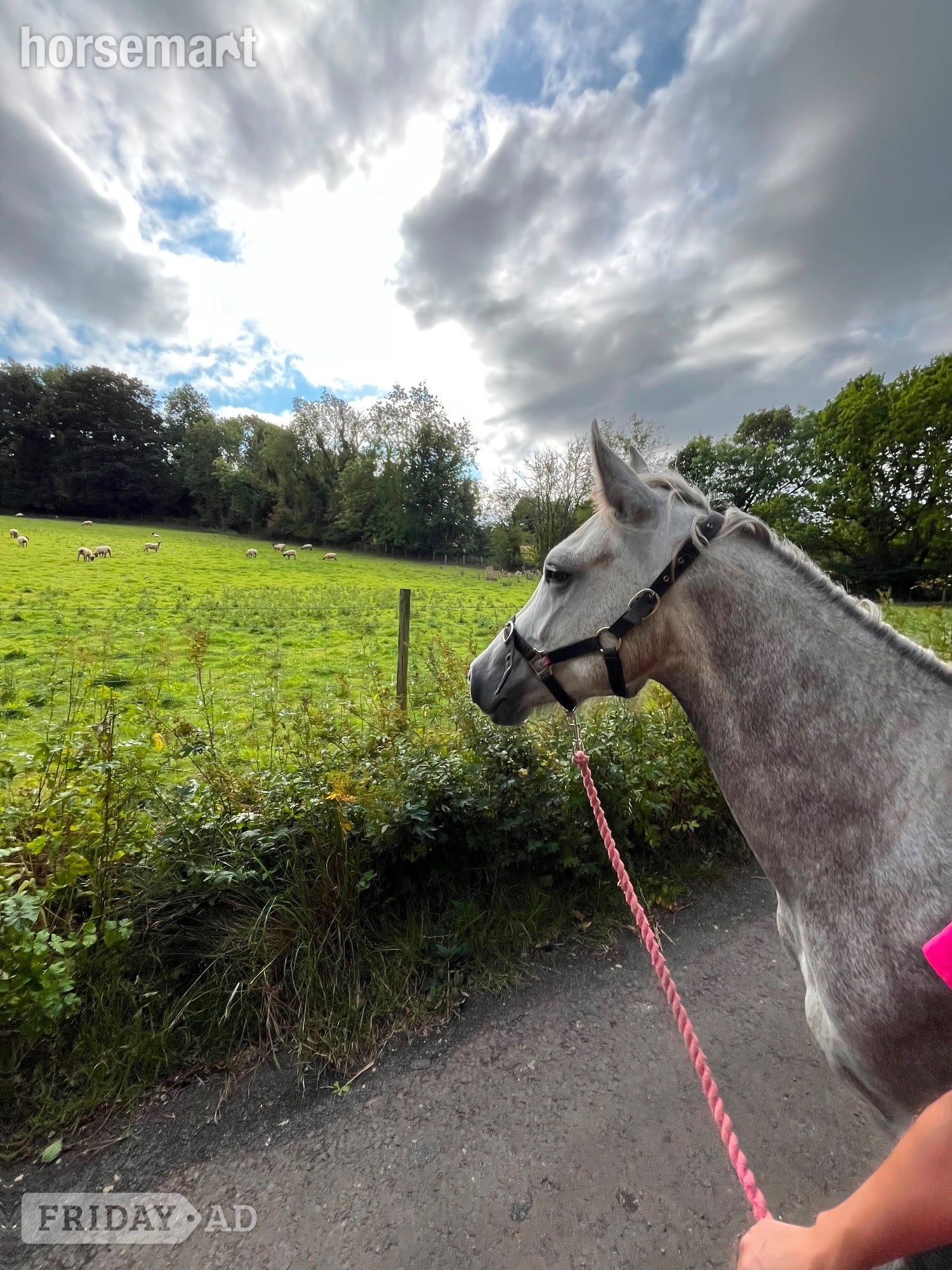 Penrith "Connemara " Grey Mare All Rounder