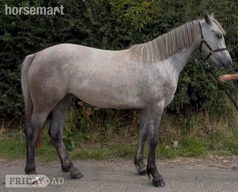"Connemara " Grey Mare All Rounder - Horses in Penrith