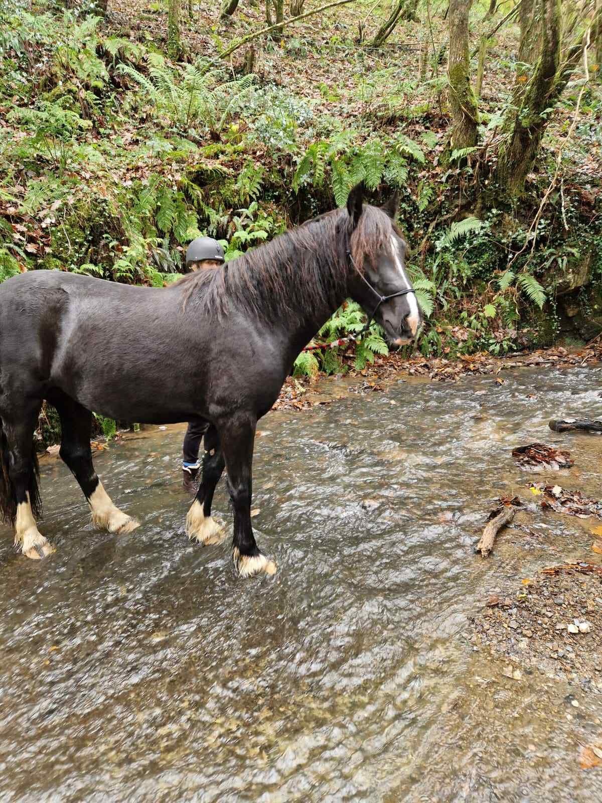 "Luna" Black Mare Broodmare