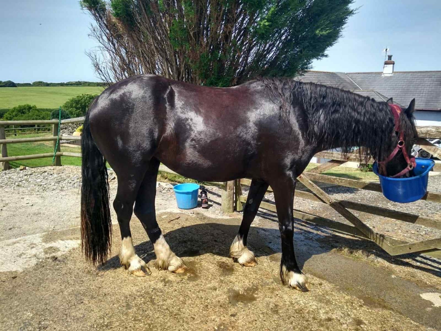 Bude "Luna" Black Mare Broodmare