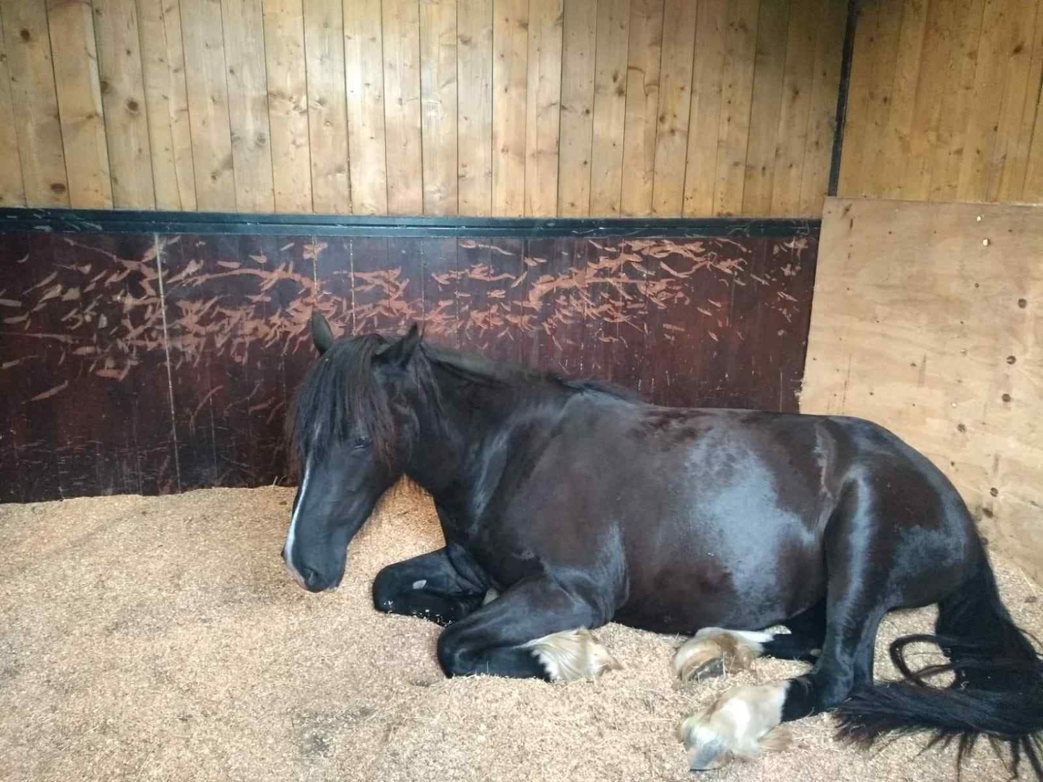 "Luna" Black Mare Broodmare - Horses in Bude