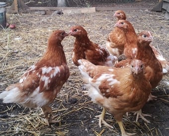 Free Range Bovan Brown chicks available now