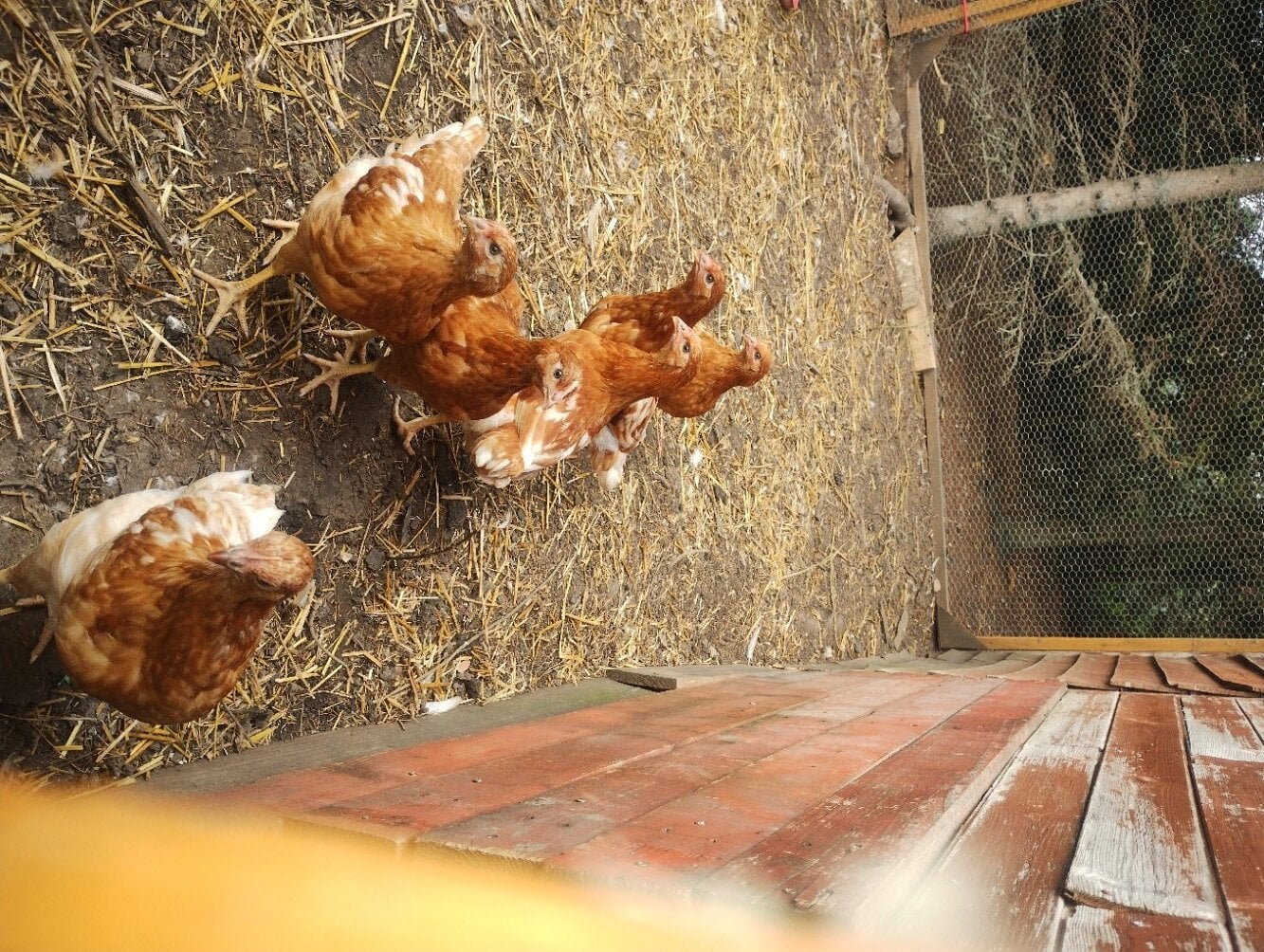 Free Range Bovan Brown chicks available now