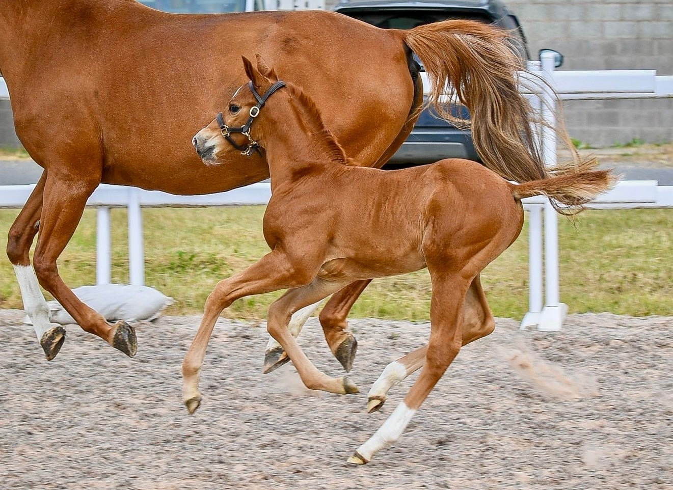 "Alonso" Chestnut Colt Youngstock / Foal