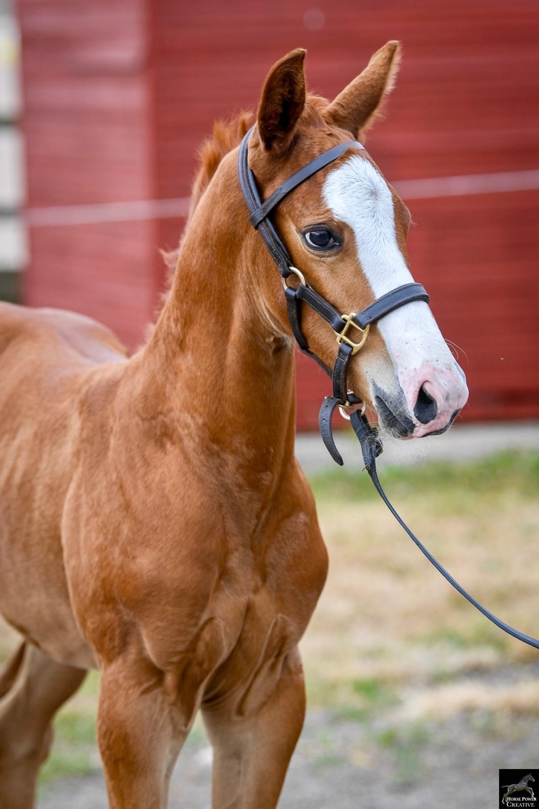 "Alonso" Chestnut Colt Youngstock / Foal - Horses