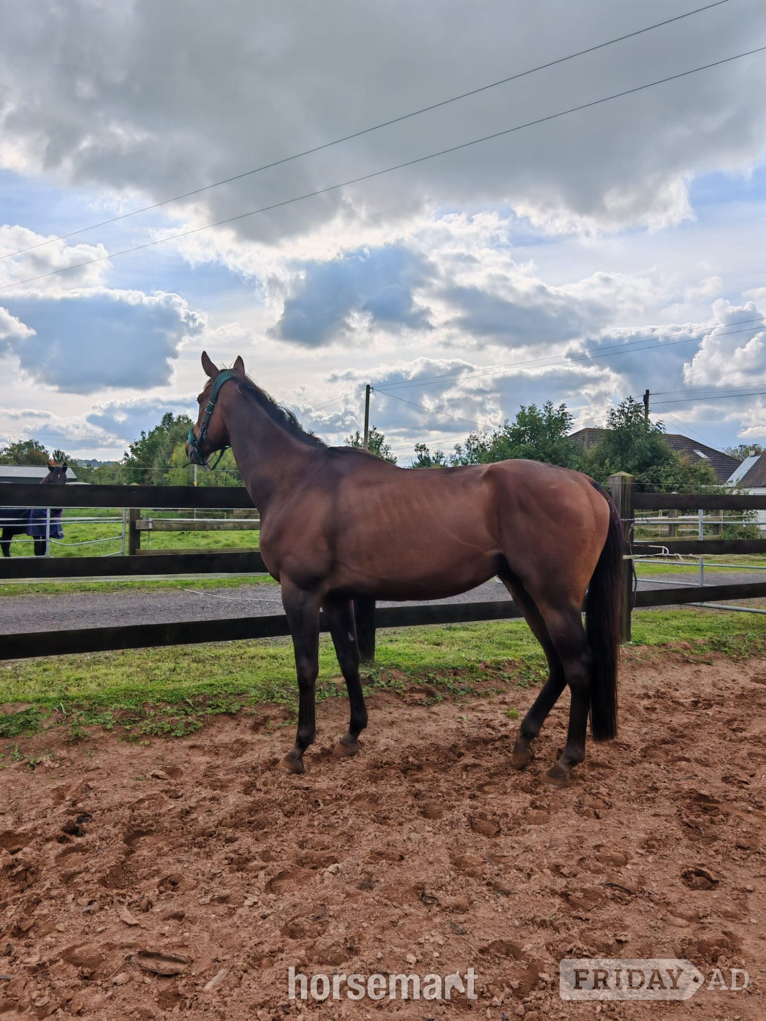 "Archie" Bay Gelding All Rounder in Antrim Town