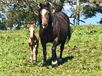 "Tresoyra Gwlithen" Bay Mare Broodmare