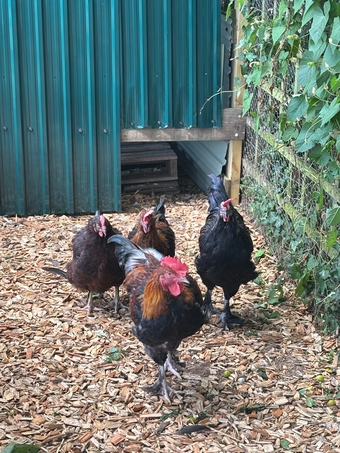 RARE BREED cockerels for sale (look at description for more)