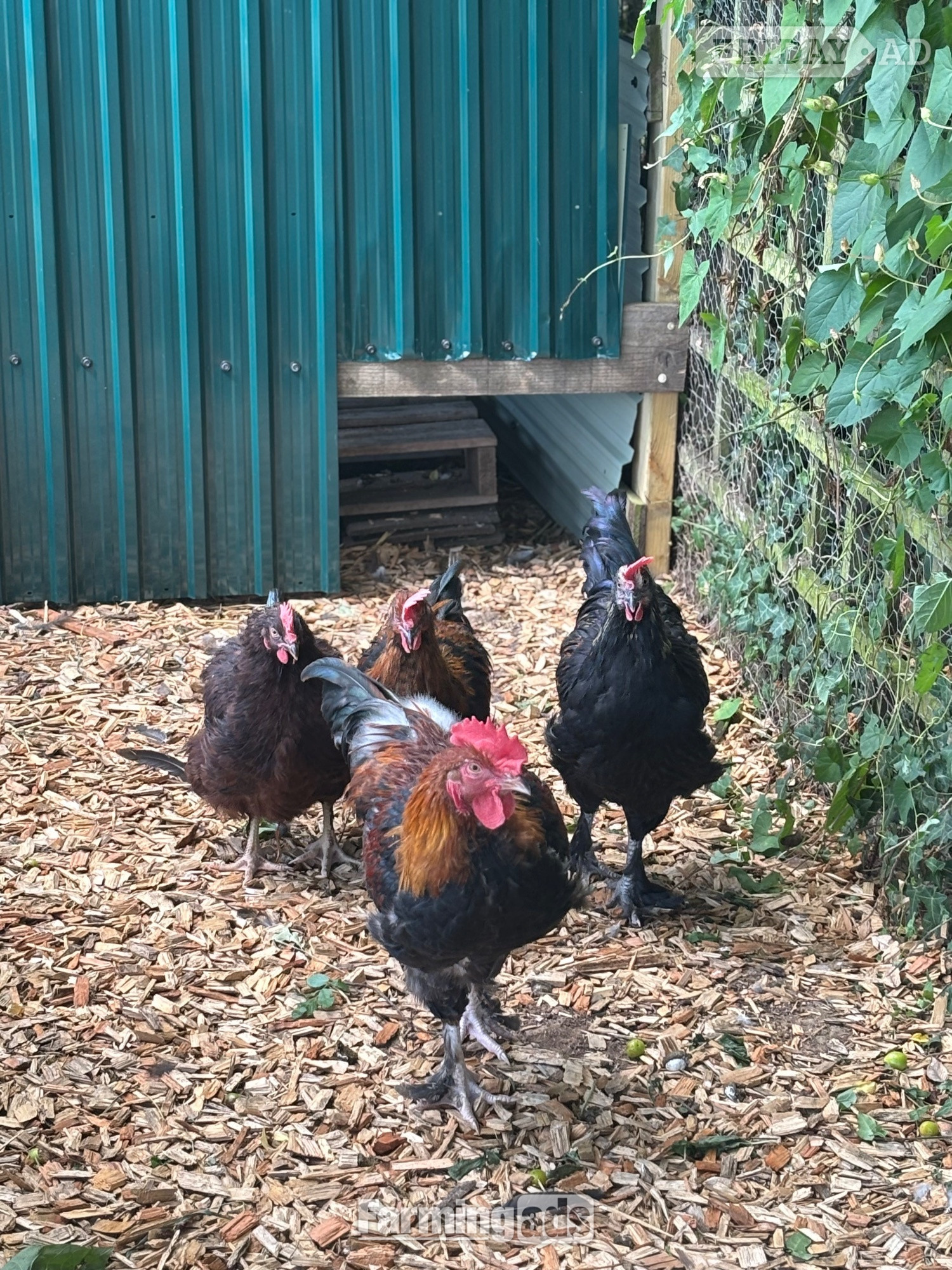 RARE BREED cockerels for sale (look at description for more) in Lower Broadheath