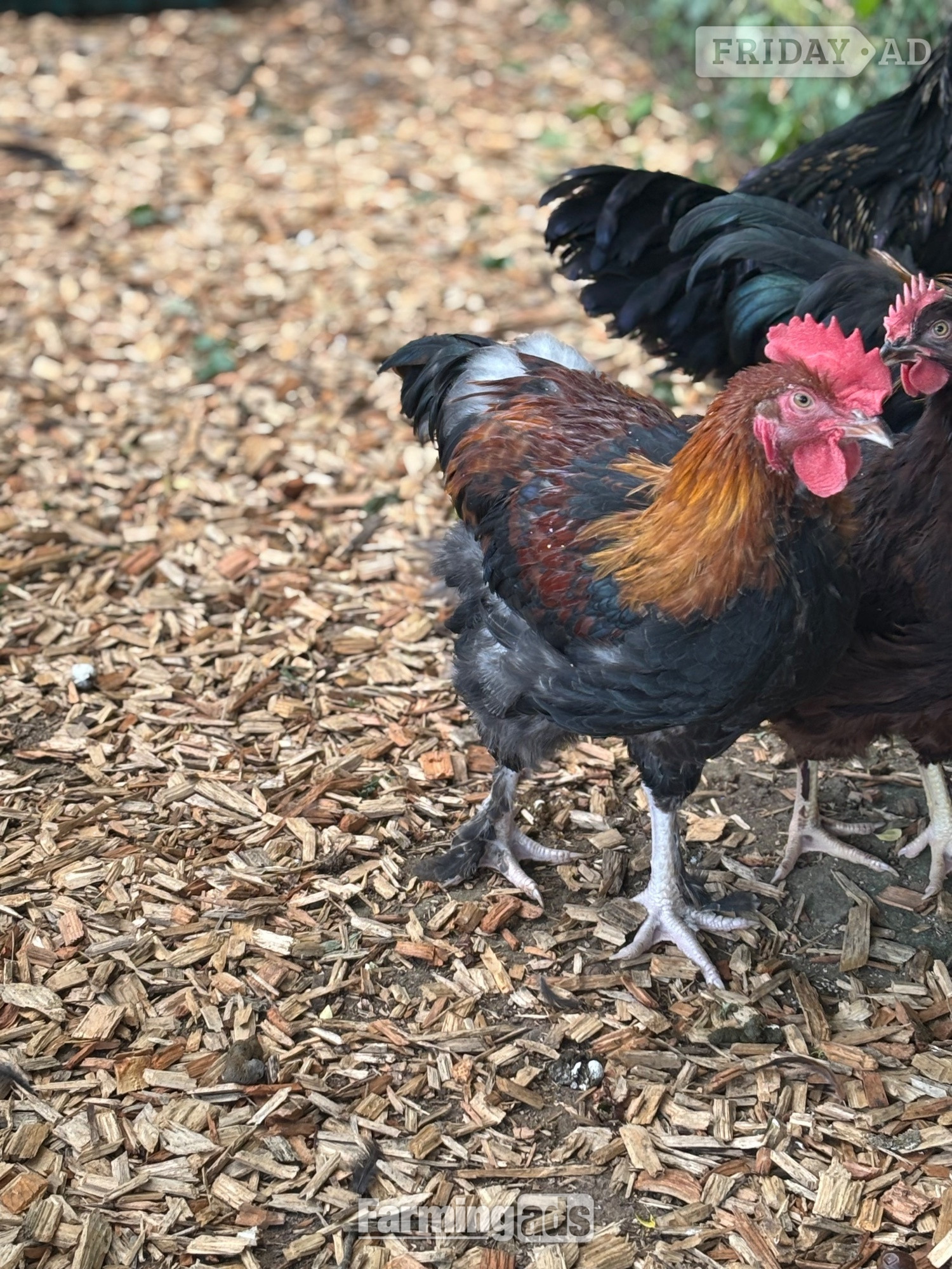 RARE BREED cockerels for sale (look at description for more)