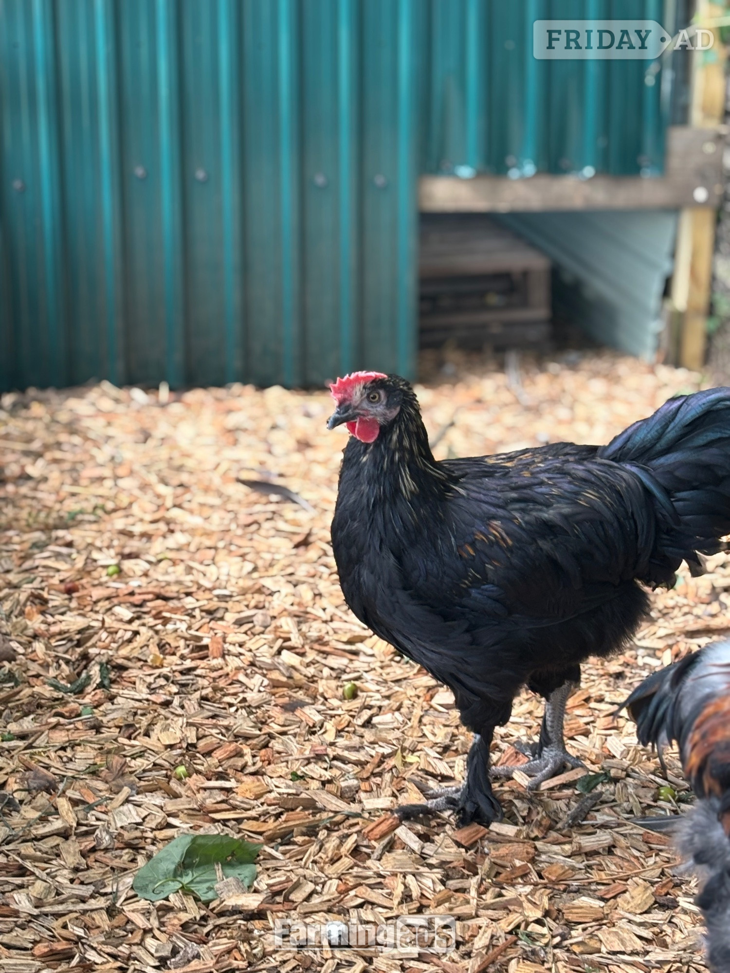 RARE BREED cockerels for sale (look at description for more) - Poultry in Lower Broadheath