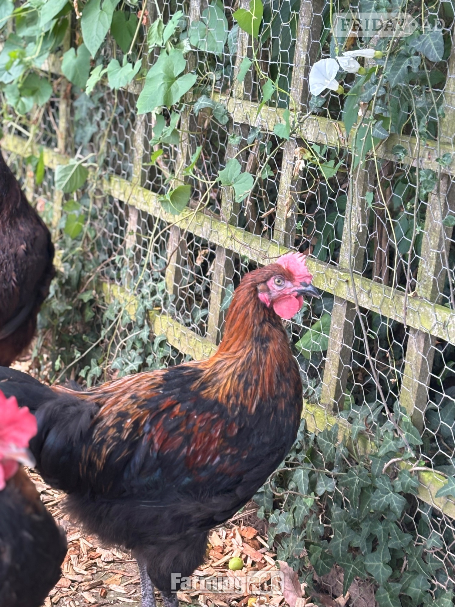RARE BREED cockerels for sale (look at description for more) - Poultry