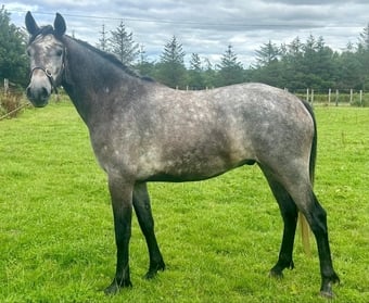 "Thunder of Mountain View" Grey Gelding Hunter