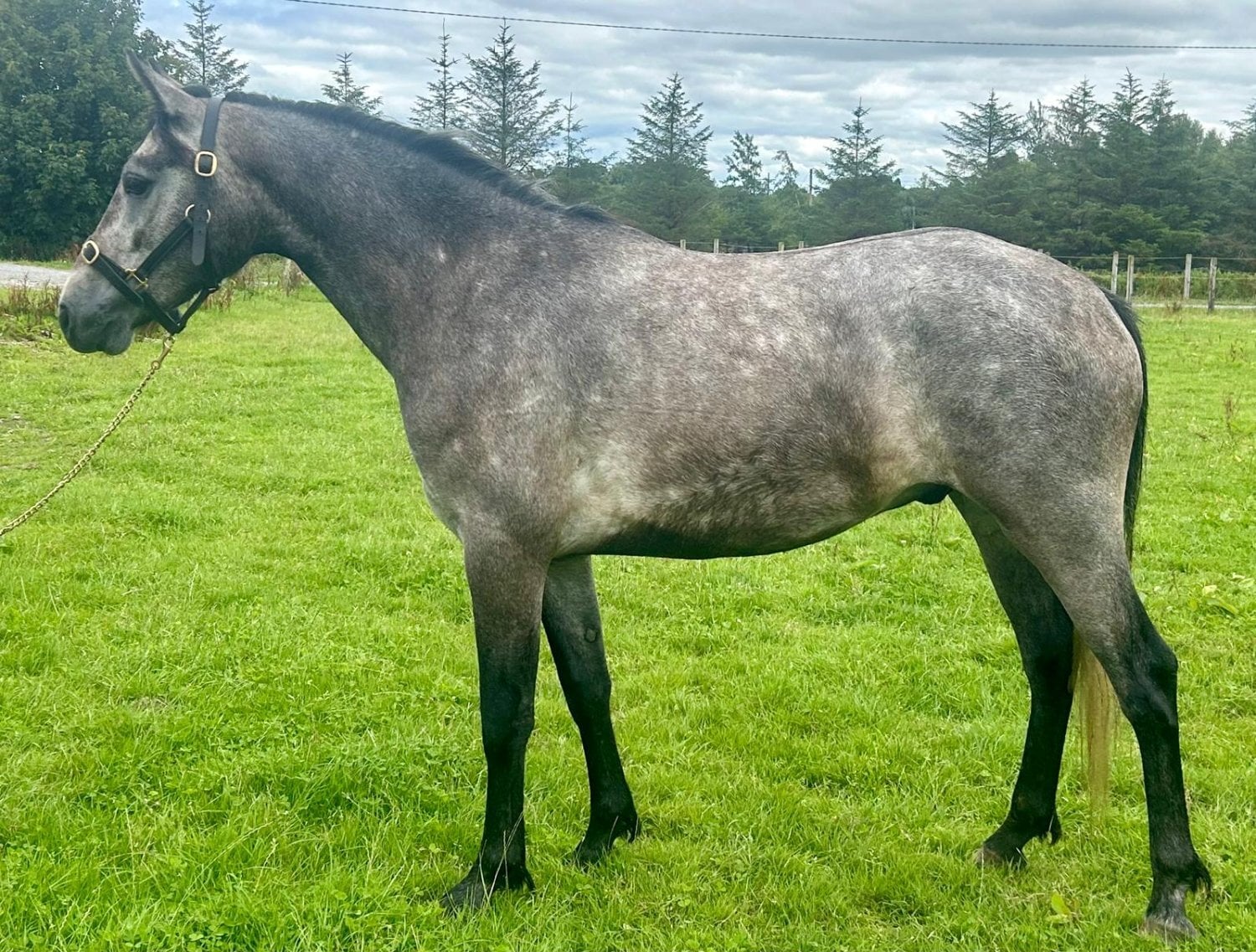 "Thunder of Mountain View" Grey Gelding Hunter