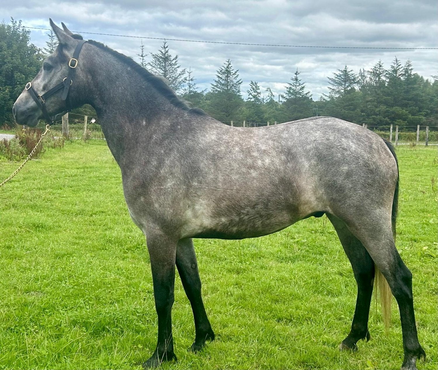 Ireland "Thunder of Mountain View" Grey Gelding Hunter