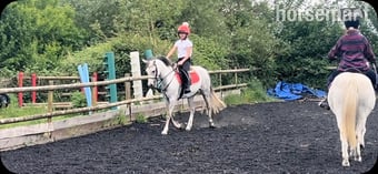 "Gwithian flora" Grey Mare Showing Horse