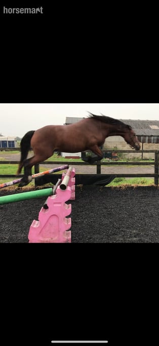"Remi" Bay Gelding All Rounder
