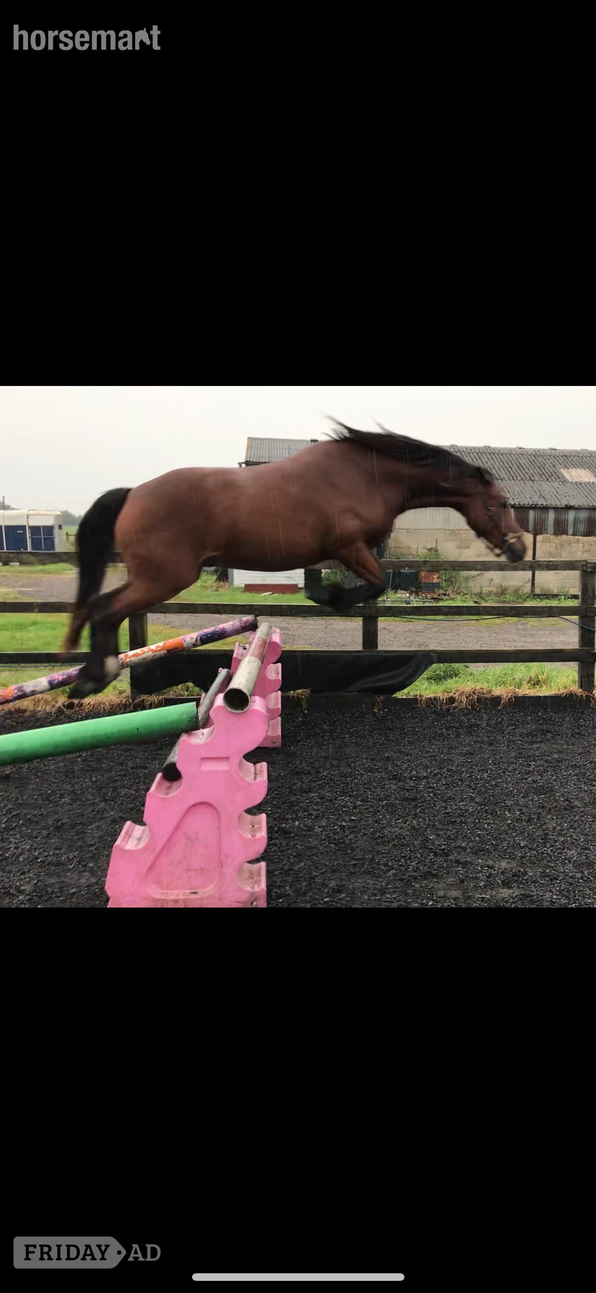 "Remi" Bay Gelding All Rounder in Bristol