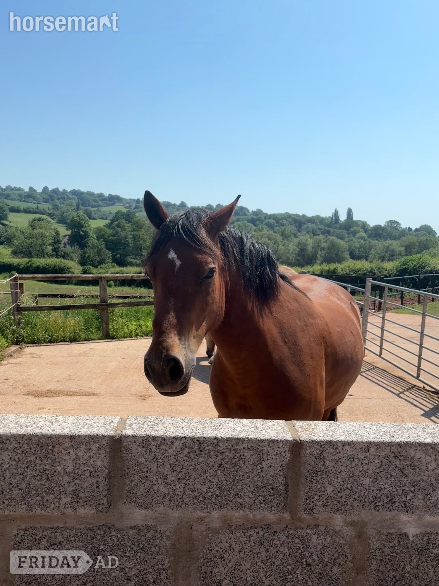 "Remi" Bay Gelding All Rounder