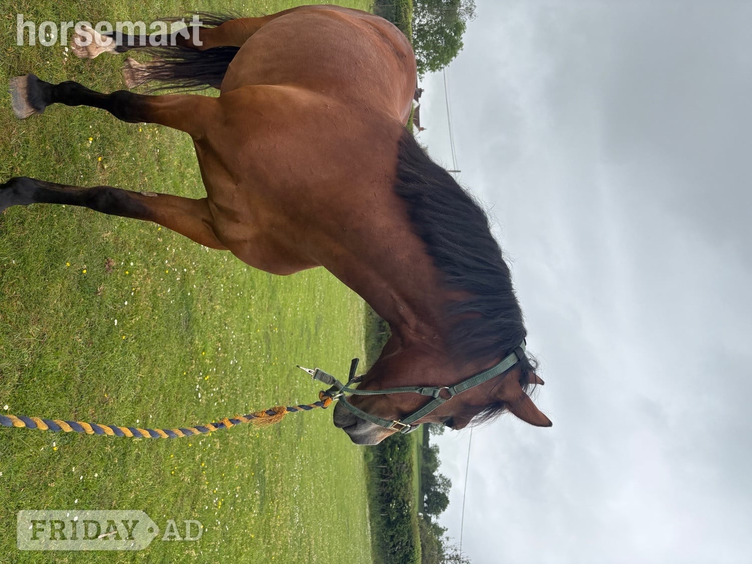 Bristol "Remi" Bay Gelding All Rounder