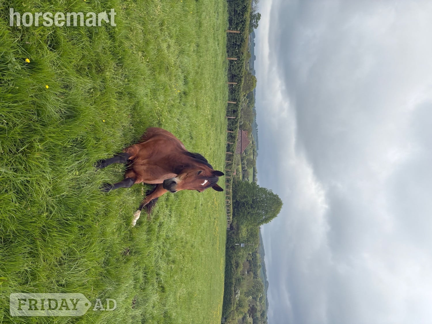 "Remi" Bay Gelding All Rounder - Horses in Bristol