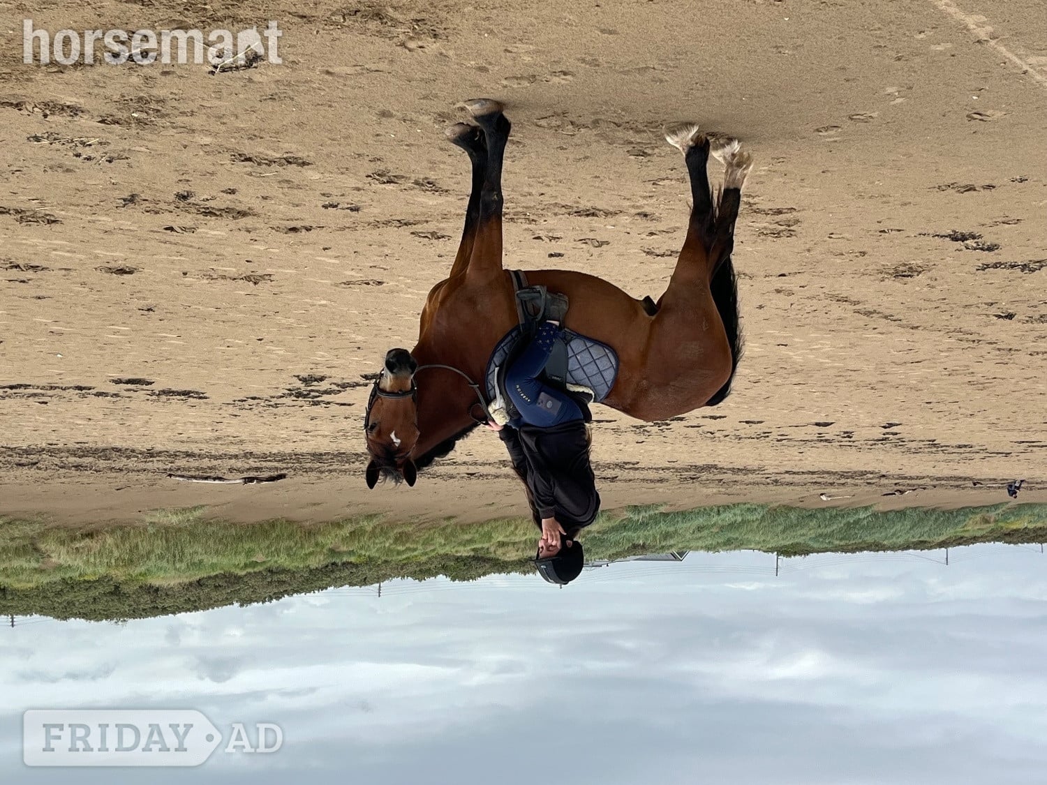 "Remi" Bay Gelding All Rounder - Horses