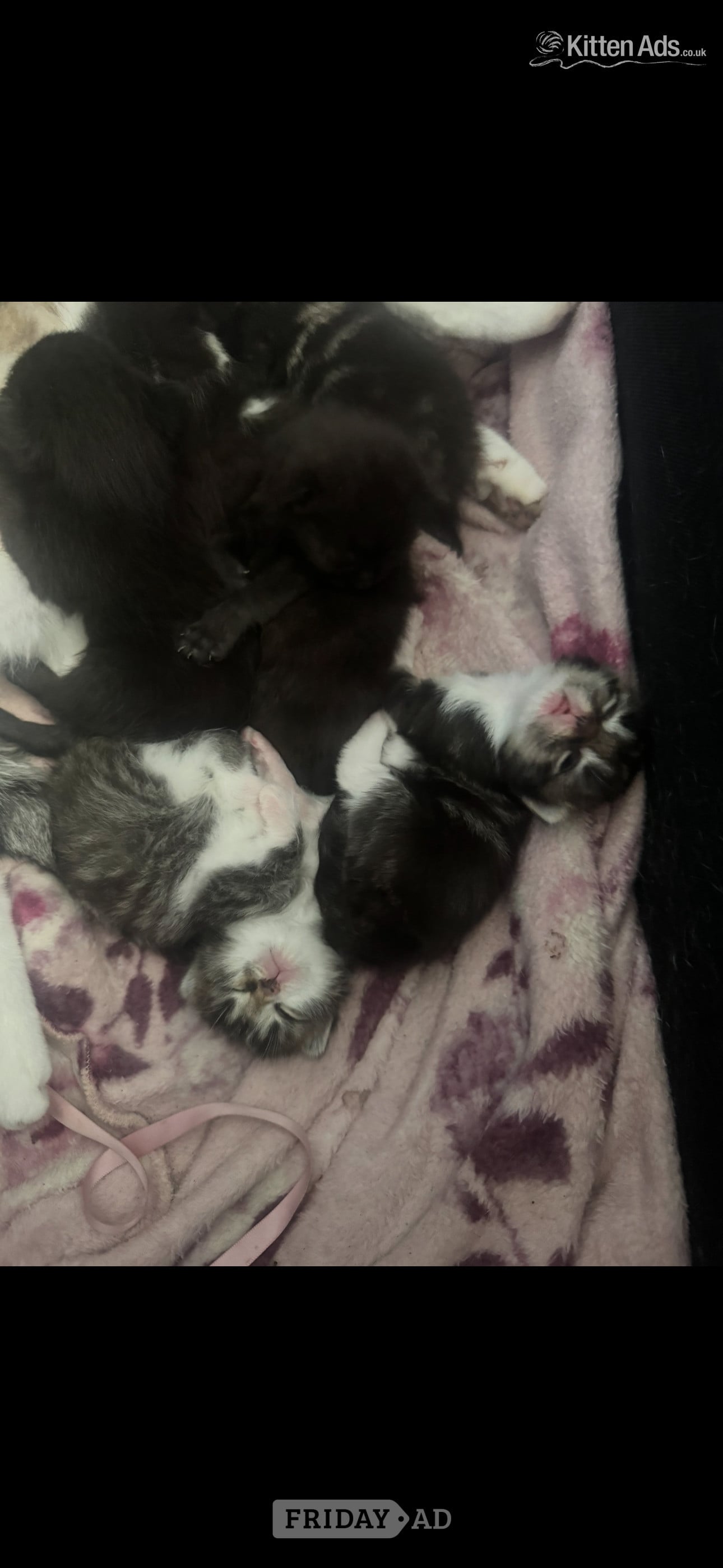 4 beautiful kittens  - Cats & Kittens
