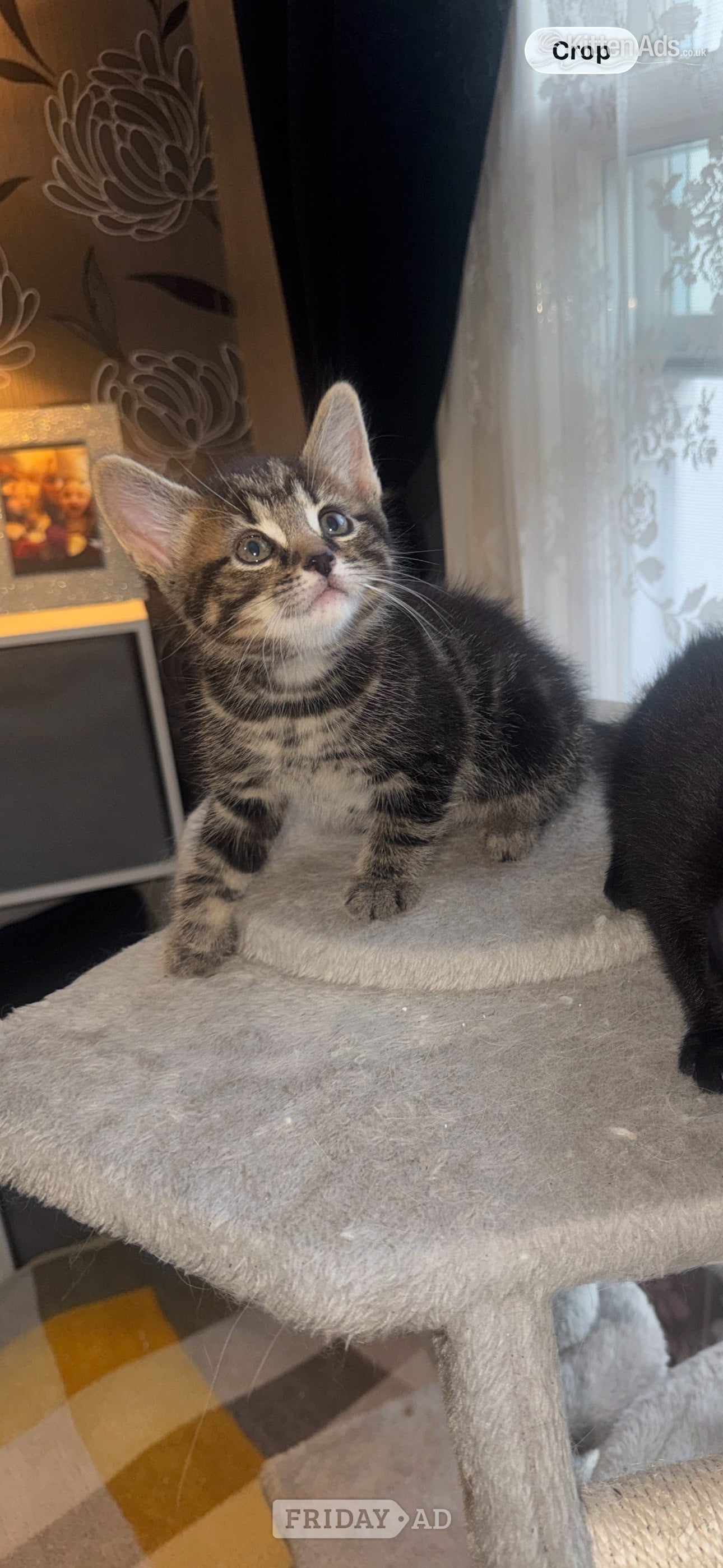 4 beautiful kittens 
