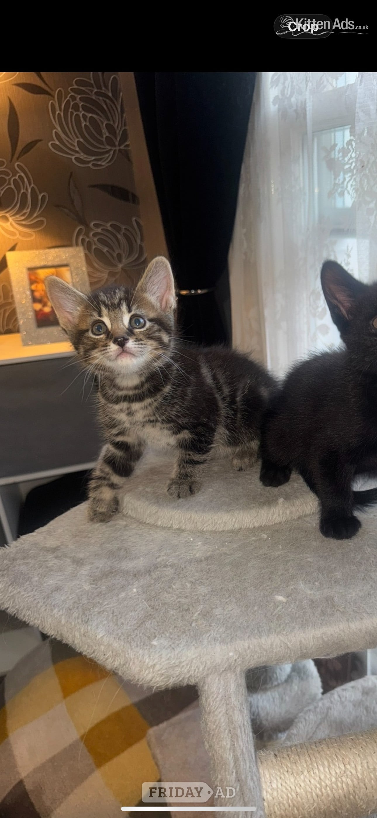 4 beautiful kittens  in Bristol