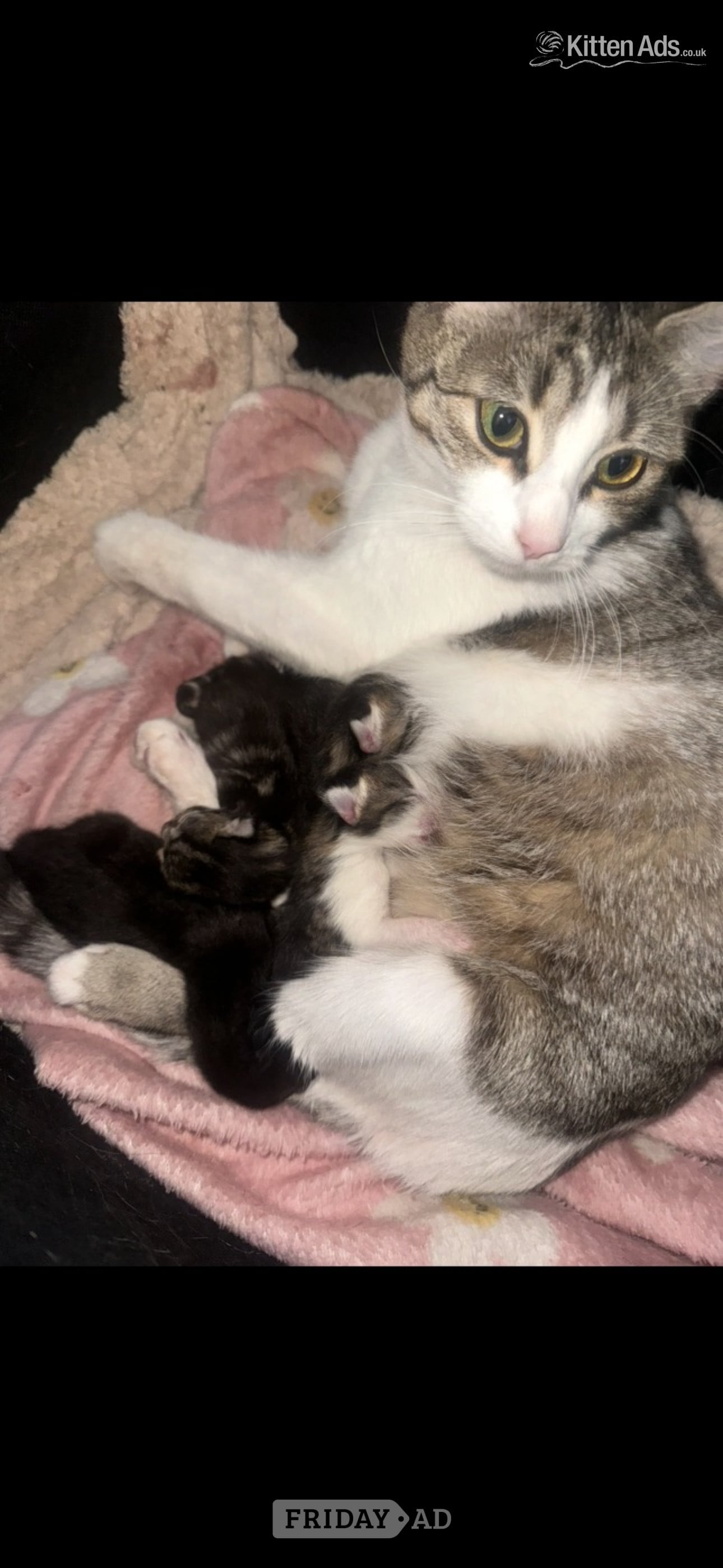 Bristol 4 beautiful kittens 